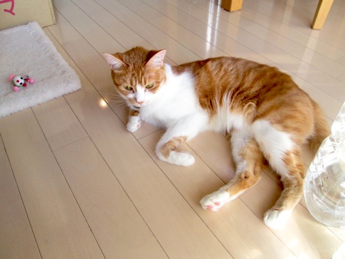 mikan_IMG_0514.jpg