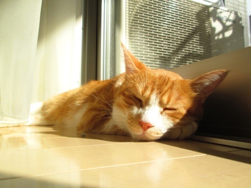 mikan_IMG_0522.jpg