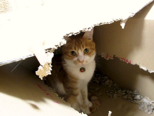 mikan_IMG_0526.jpg