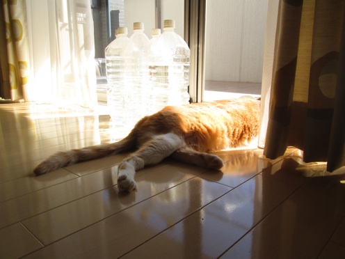 mikan_IMG_0573.jpg
