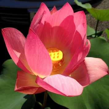 mikan_IMG_0610.jpg