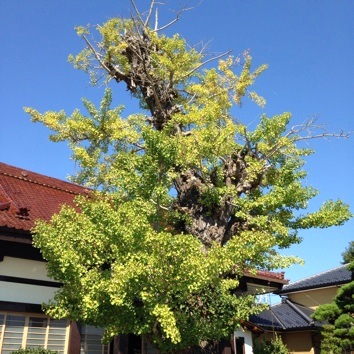 mikan_IMG_0611.jpg