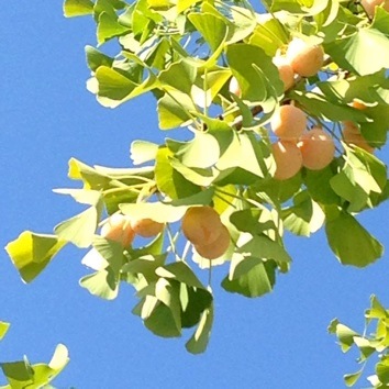 mikan_IMG_0612.jpg