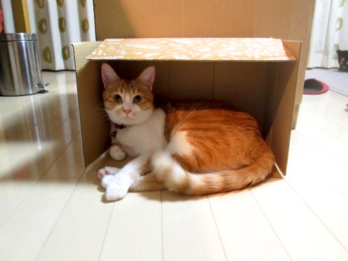 mikan_IMG_0702.jpg