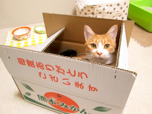 mikan_IMG_4489.jpg