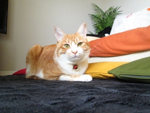 mikan_IMG_7670.jpg