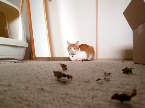 mikan_IMG_7764.jpg