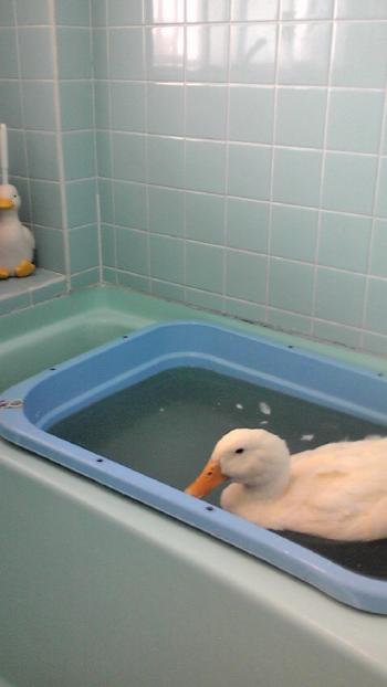2013-0614-pooh1_convert_20130621164018.jpg