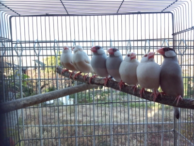 文鳥 オス