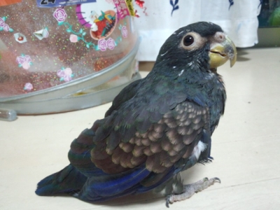 セリュ20131217