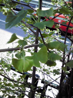 20090416133220.jpg