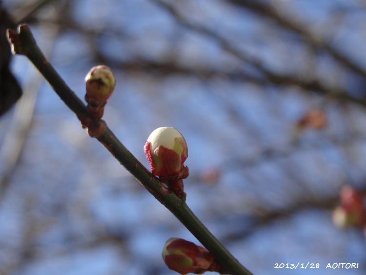 白梅2013・1・28 006