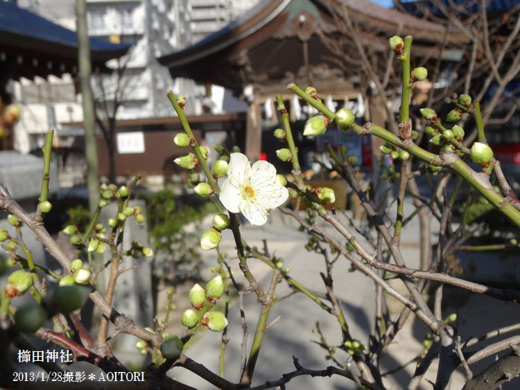 櫛田神社白梅2013・1・28 096