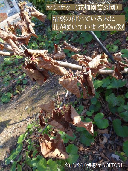 マンサク枝に枯葉と花2013･2･10 091