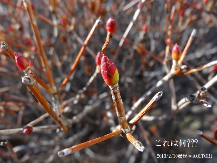 ドウダンツツジ2013･2･10 144