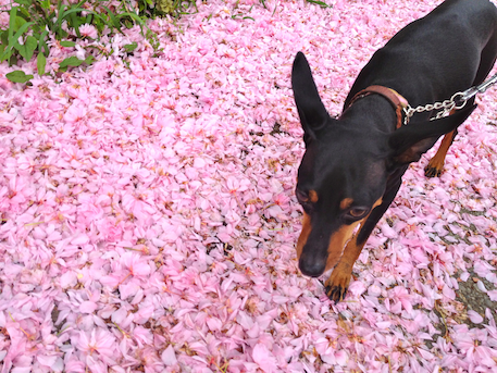 20120502-1.png