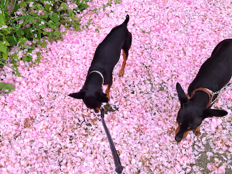 20120502-2.png