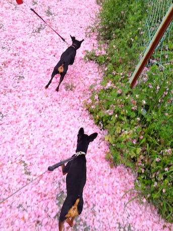 20120502.png