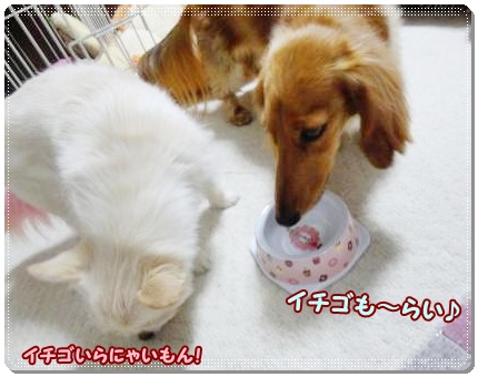 レンラン