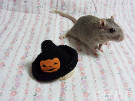 ハロウィン_あんず子1