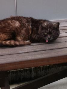 catinoffice