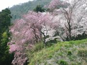 紫根とは(紫野)1
