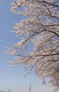 sakura2012-9_convert_20120412155021.jpg