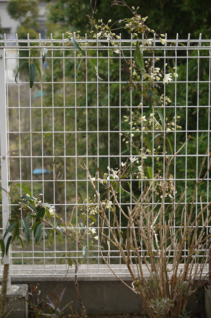 130321_clematis_01.jpg