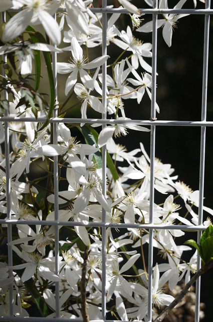 130321_clematis_03.jpg