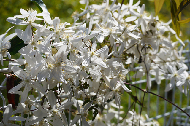 130321_clematis_05.jpg
