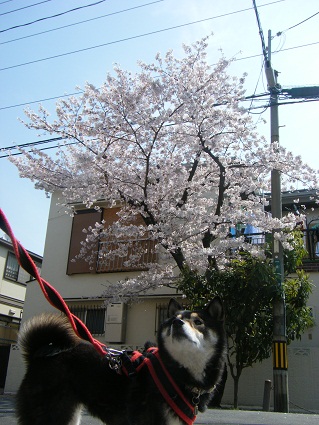 20110410ミツルリ花見1