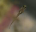 楊貴妃ベビー