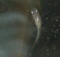 稚魚