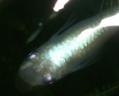 DSCF8262.jpg