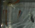 DSCF8463a.jpg