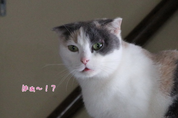 はぁ?