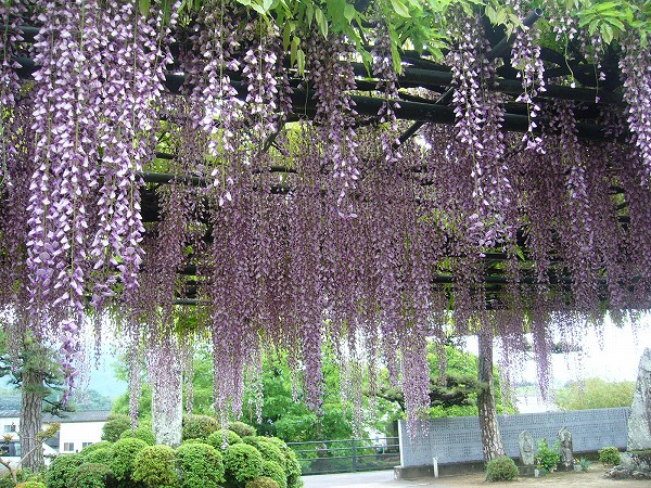 すごい! 藤の花