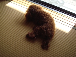 畳は気持ちいいでしゅ・・・