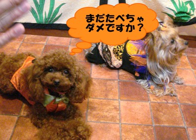 待て!