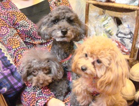 健康くん&頑丈ちゃん&幸甚ちゃん