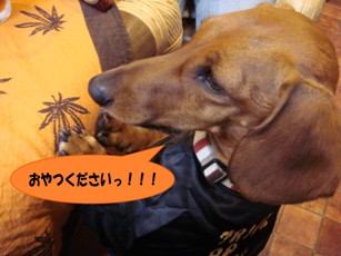 ホスト犬・涼くん
