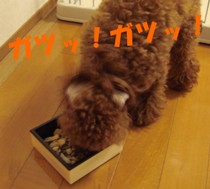 お弁当おいしいでしゅ