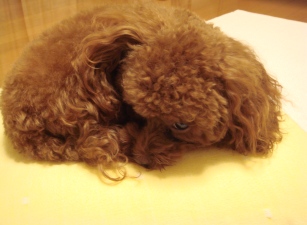 眠いんですけど・・・・