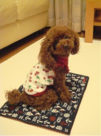 ここあモデル