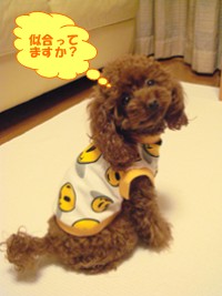 ここあモデル