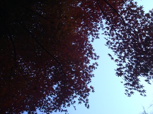 紅葉