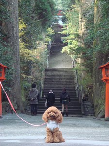 ここあ@箱根神社