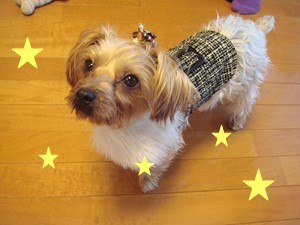 セレブぷりん