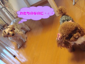 ぷりん&ここあ