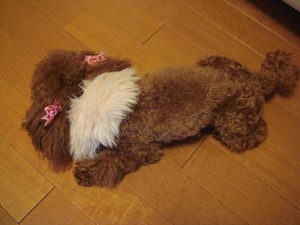 ふて寝ここあ
